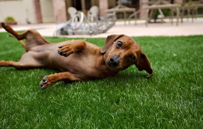 Top 10 Pet-Friendly Ideas That Encourage Outdoor Play