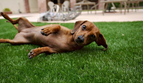 8 Dinge, die Ihren Hund im Garten glücklich machen