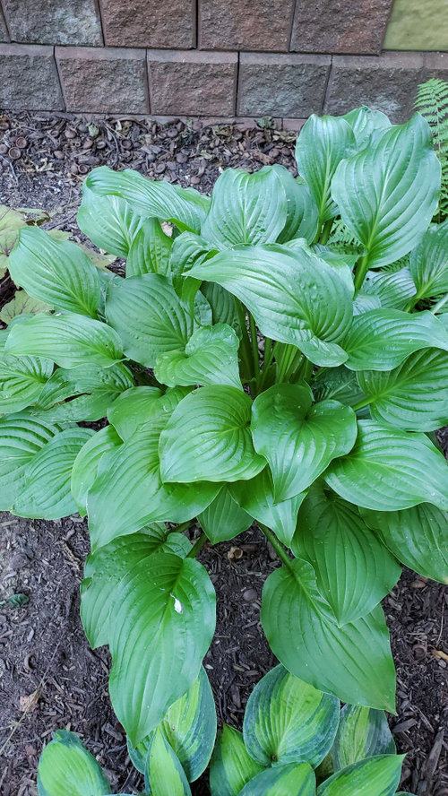 Hosta ID help??