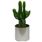 Scape Supply - Live 2' Euphorbia 'Trigona' Green Cactus Package, Chrome - The Euphorbia 'Trigona' Cactus package is a great smaller plant option for any southwest, modern, or eclectic interior design style.  This cactus is a hearty cactus in a green color that loves light and requires minimal watering to stay healthy and happy.  This package stands about 2 foot tall and comes in a 12 inch professional planter with a moss covering.