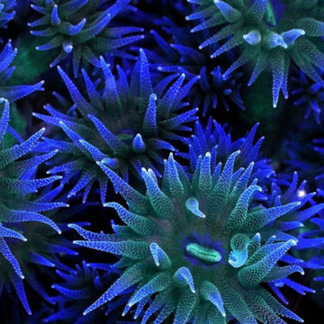 Residential & Commercial Fish Tank Services in New Canaan, CT