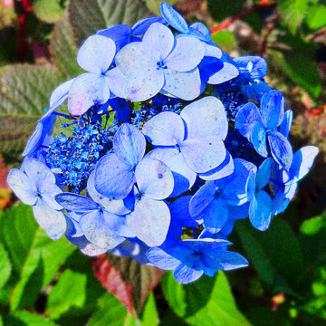 True Blue