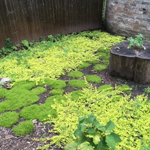 groundcover