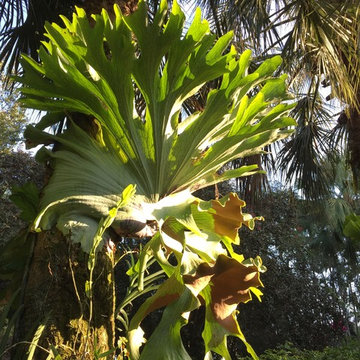Staghorn fern