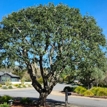 Greenview Tree Care