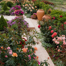 roses