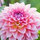 colleen_roomezone3b