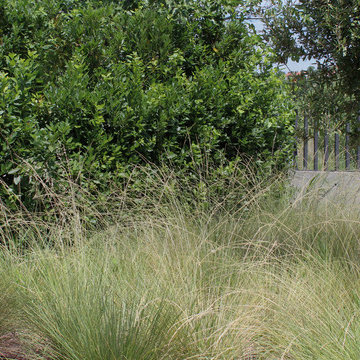 Mediterranean garden