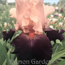 Want to have Irises