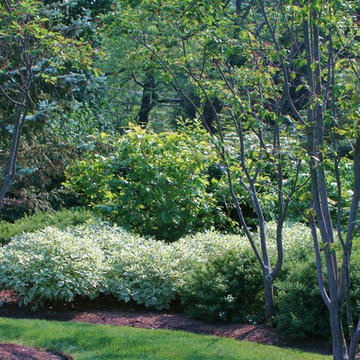 Damp area planting of variegated Dogwood shrubs