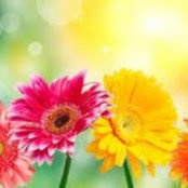 Sara Moilanen's photo