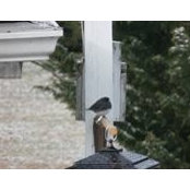 Bonnie Shaffer's photo