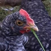 Maria Toll Dicken's photo