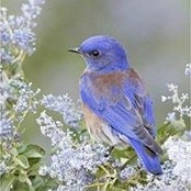 Maha Saeed's photo