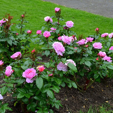 Roses