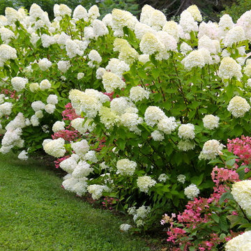 Summer Exuberance