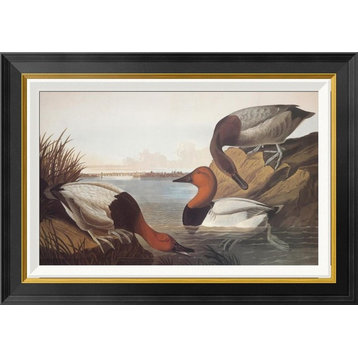 "Canvas-Backed Duck" Framed Canvas Giclee by John James Audubon, 28x22"