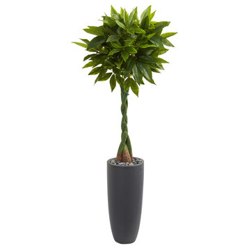 6' Money Artificial Tree, Gray Cylinder Planter, Real Touch
