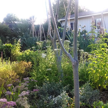 Shoestring eco-paradise and plant experimentation station