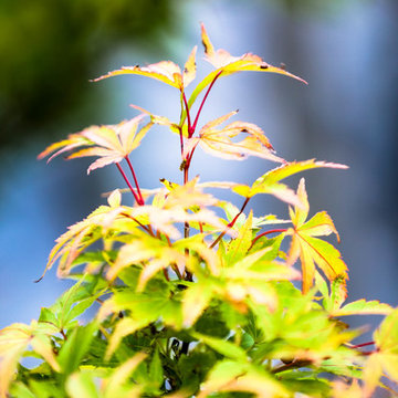 Japanese Maple 'Sango Kaku'