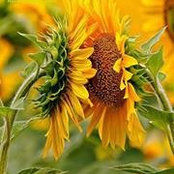 Debb Golka's photo