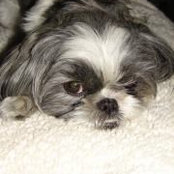 Kitti Lucchesi's photo