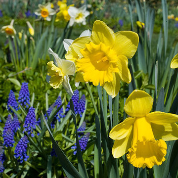 Northbrook, IL Spring Garden