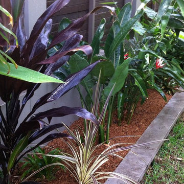 urban tropics
