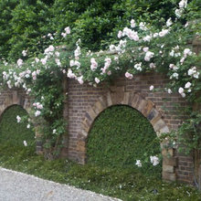 climbing rose