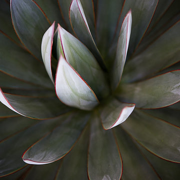Modern Garden Design, La Jolla