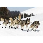 Silvia Pederson's photo