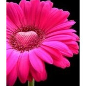 Angie Stone's photo