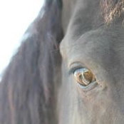 Foto de Donna Thorsted