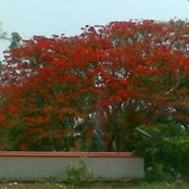 Foto von Dr.padmaja Nair