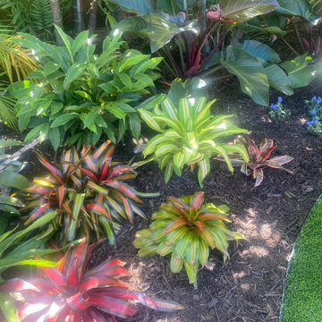 Bromeliad garden collection