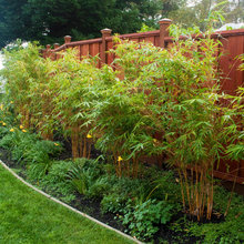 Backyard Plants