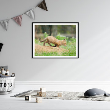 Baby Red Fox On The Move Rustic Farmhouse Style Wall Art Prints