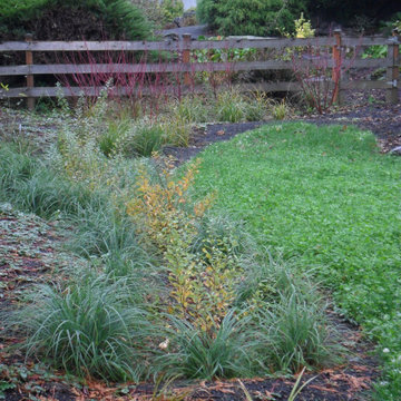 Backyard Wetland