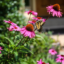 Native Plants