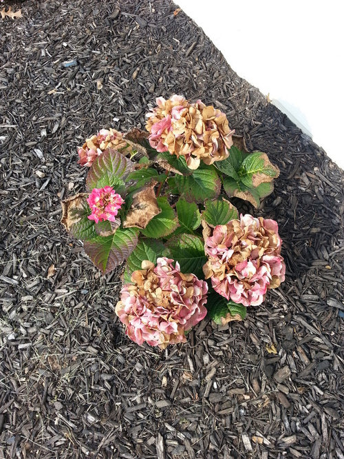 Dying Hydrangea