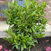 Cherry Laurel Shrubs Struggling