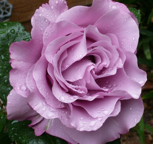 Roses Reverse Color Roses That Change Color and Shape | Houzz Forum