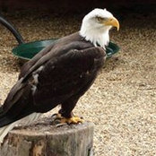 Lisa Peltier's photo