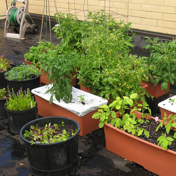 Vegetable variety | Artistry Landscaping Design