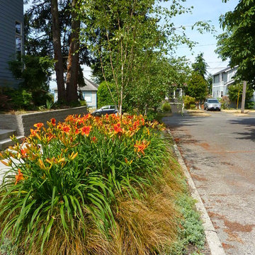 Birch Tree Sidewalk
