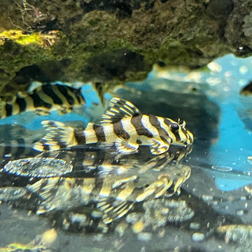 Pleco Collection