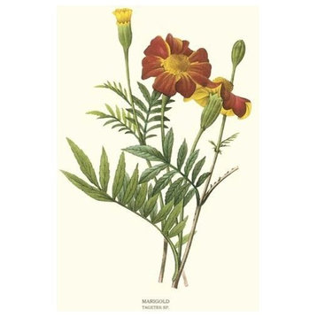 Vintage Botanical Flower Art Print: Marigold