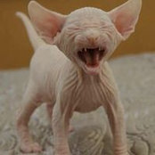 Tammy Abrams's photo