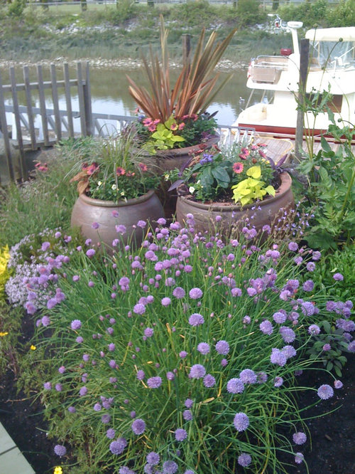 Potted Perennials Houzz