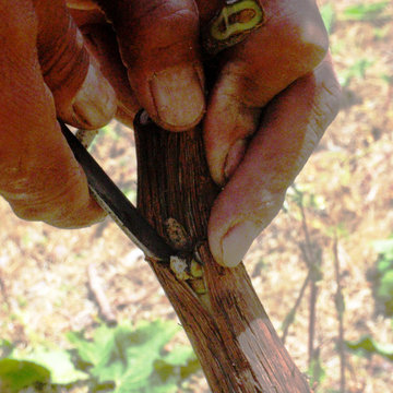 Residential private vineyards designed, constructed, installed and managed